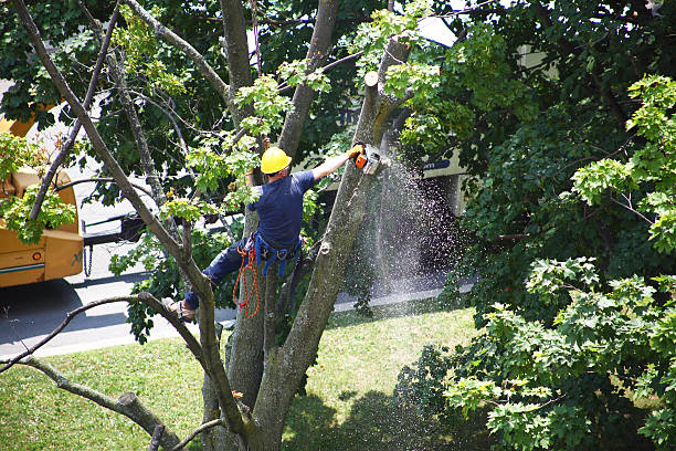 Trusted Alderton, WA Tree Care Experts